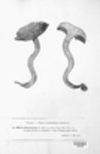 Xerocomellus chrysenteron image